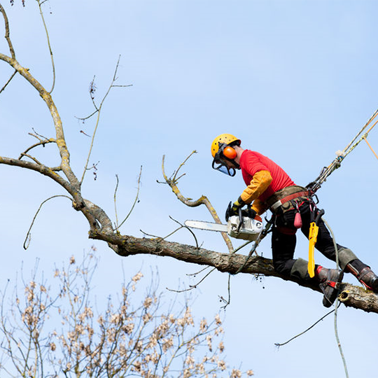 Tree Surgery and information by Green Belt